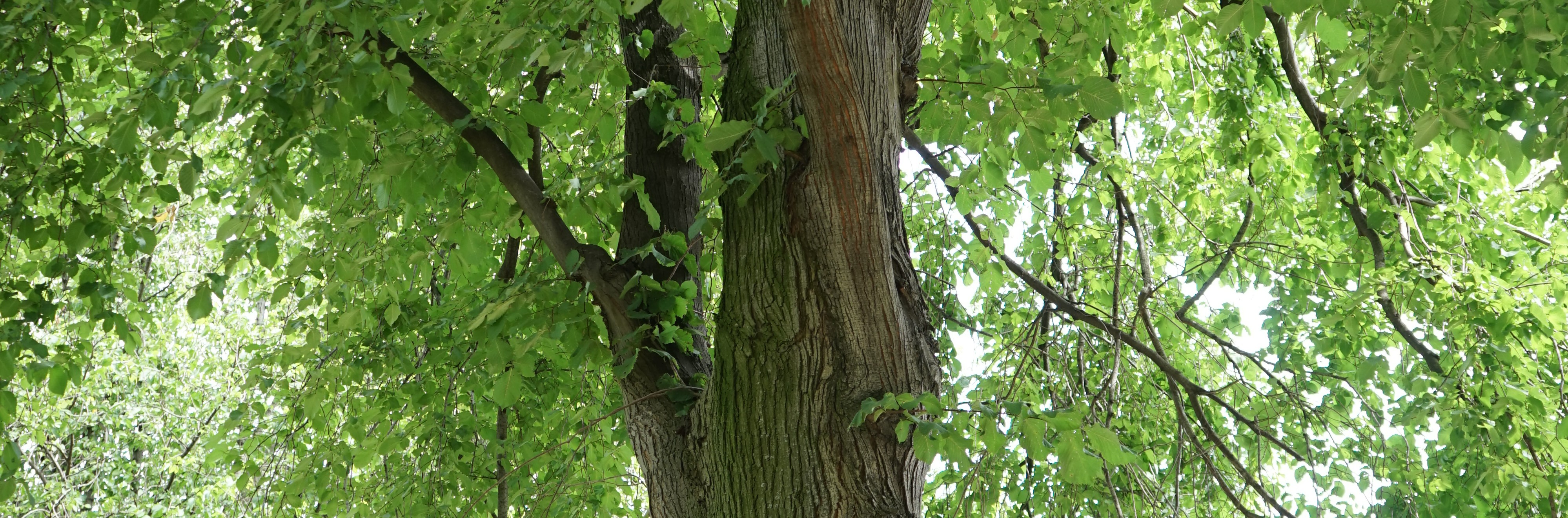 Arbre